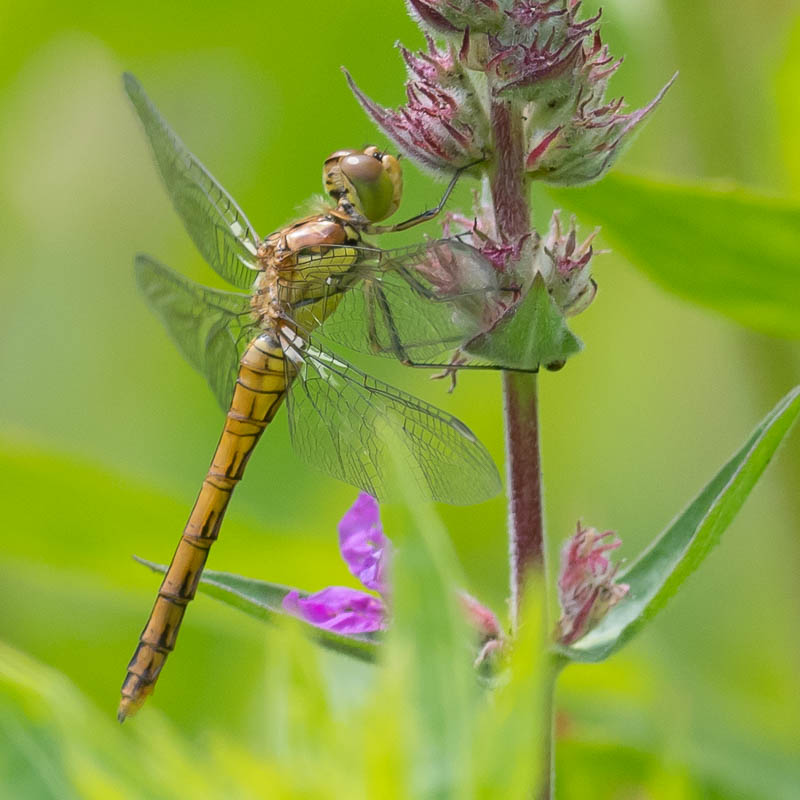 Bruinrode Heidelibel